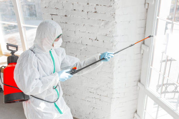 Best Biohazard Mold Removal in USA